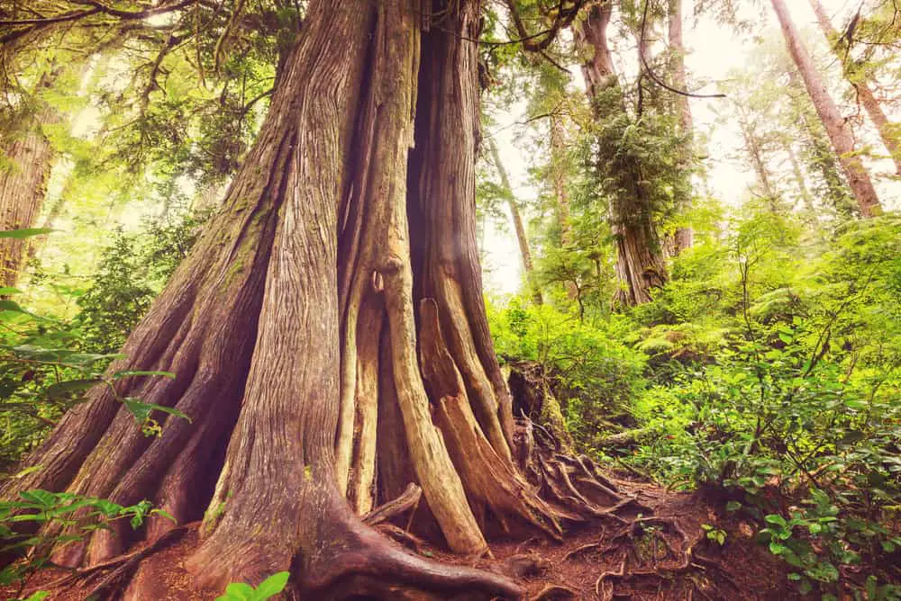 This is a close look at the rainforest of Vancouver, British Columbia, Canada.