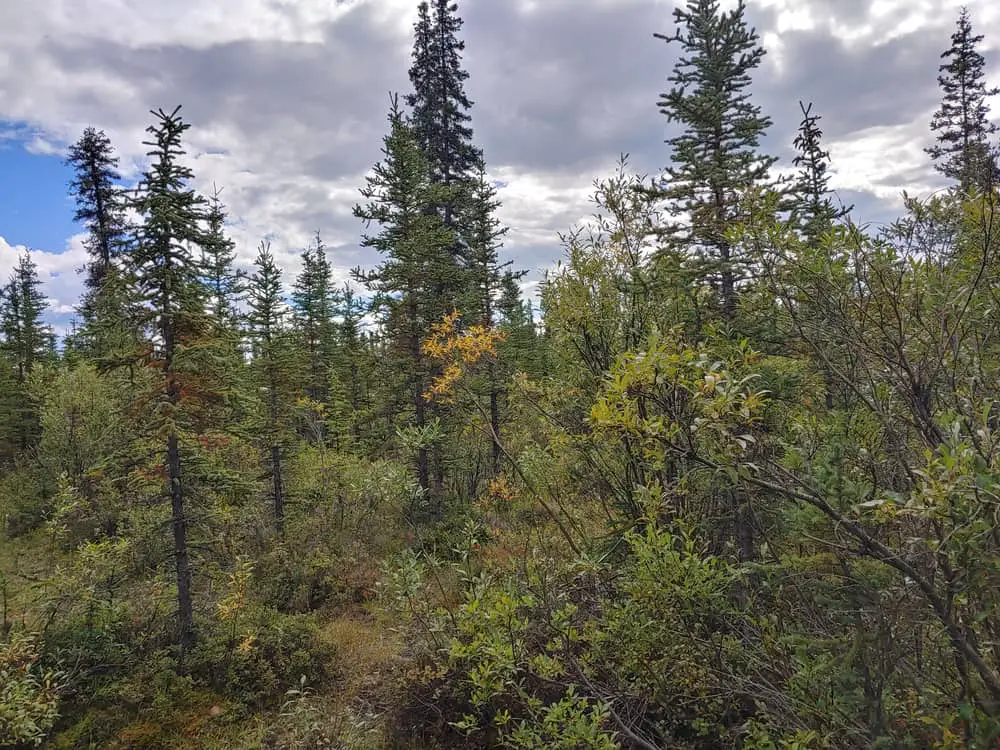 These are black spruce trees in Nelchina, Alaska.