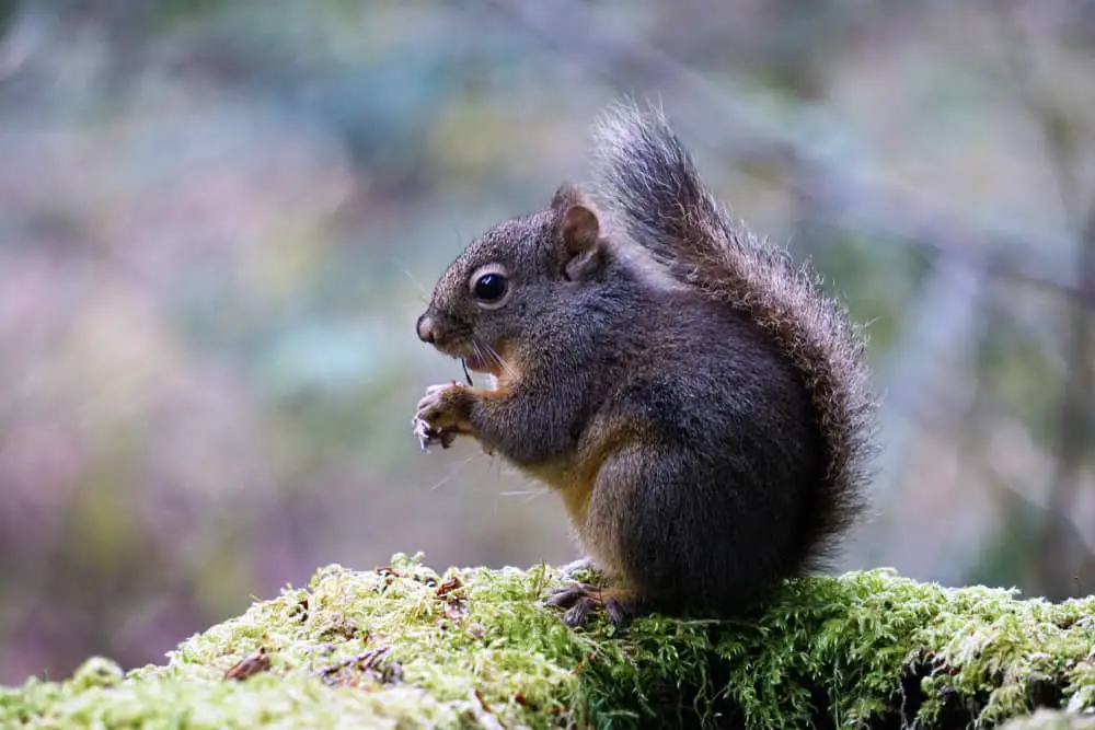 This is a close look at a douglas squirrel standing on a mossy tree stump.