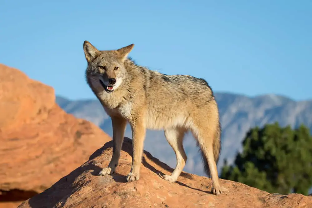 This is a mountain coyote on a rocky mountain.