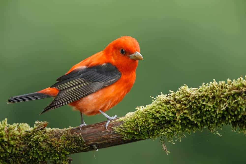 This is a close-up of a scarlet tanager sitting on a twig covered in green moss.