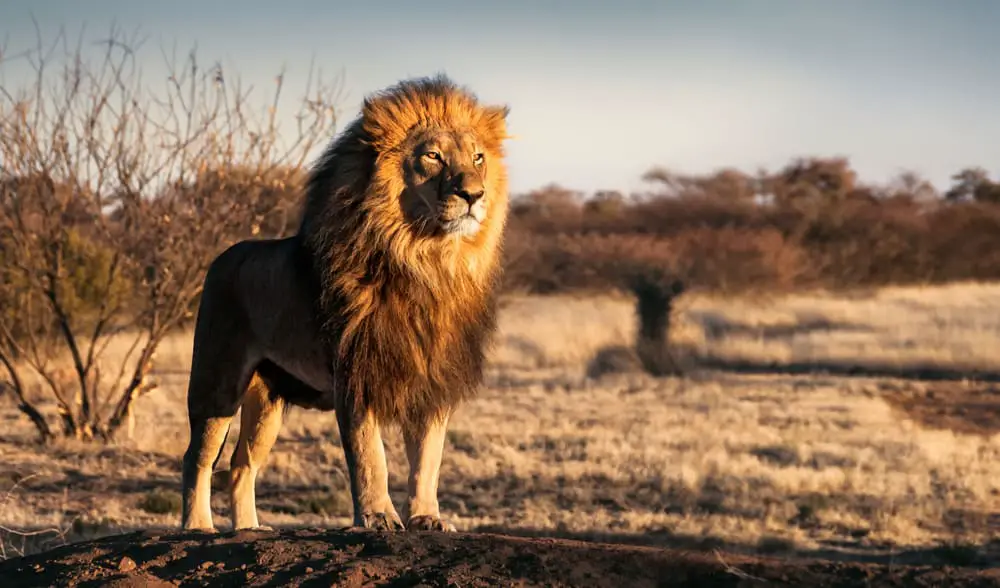 This is a solitary male lion looking for prey.