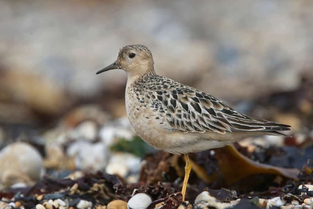 This is a close look at a Buff-breasted Sandpiper juvenile bird.