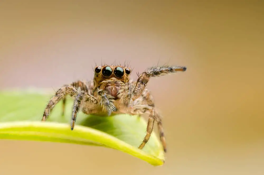 This is a close look at a jumping spider sitting on a green leaf.