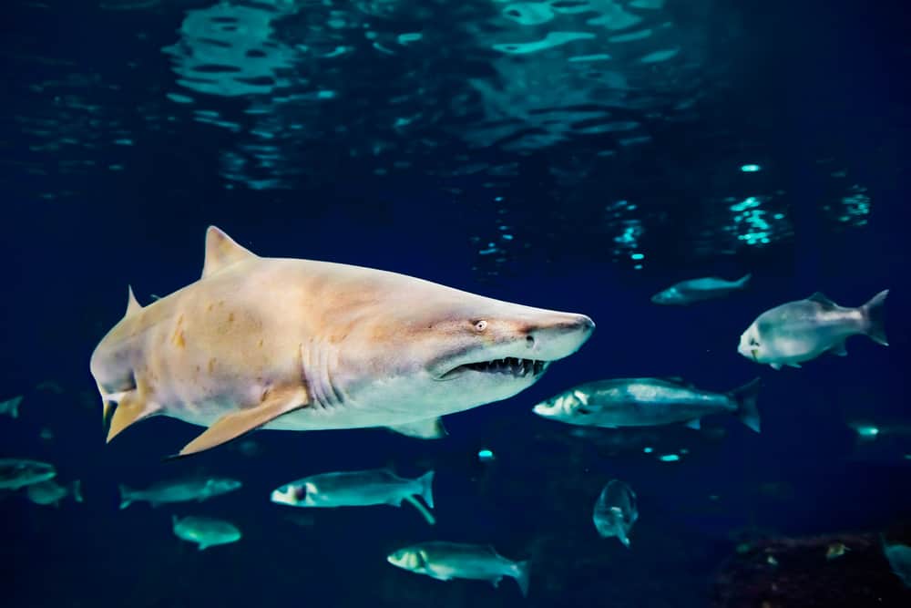 This is a sand tiger shark swimming underwater.