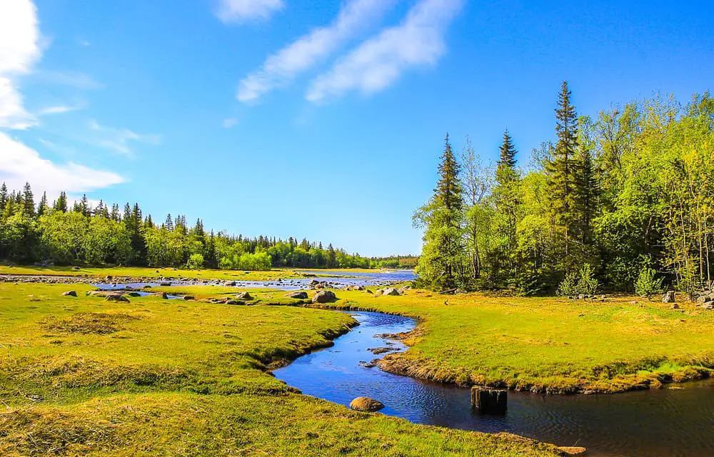 This is a look at the spring forest river nature landscape.