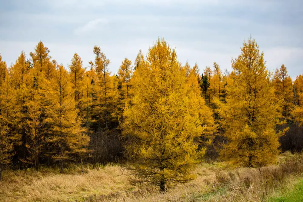 These are clusters of Tamarack trees during autumn.