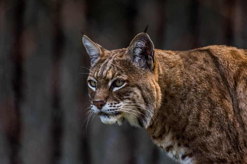 This is a close look at a bob cat observing its prey.