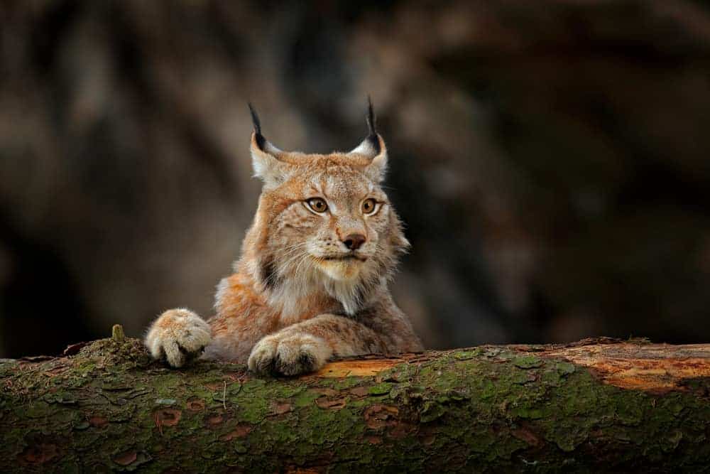 A close look at a bob cat on a tree branch.