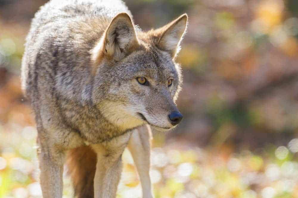 This is a close look at a coyote in the wild.