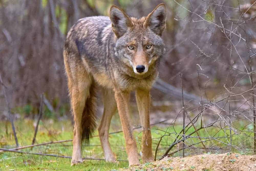 A dark brown coyote stalking its prey in a grassland area.