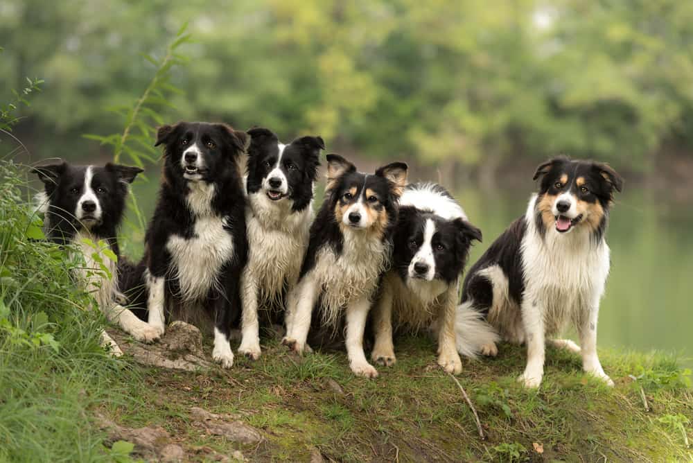 A pack of obedient Border Collie sitting near the lake.