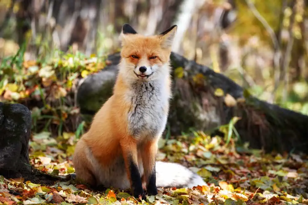 A red fox sitting in the middle of the forest.