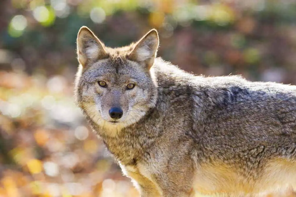 A close look at a coyote with gray fur in the wild.