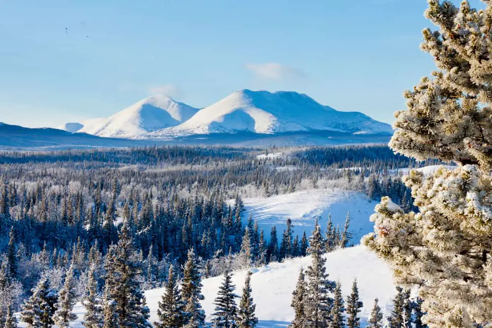Snowy boreal forest in Yukon overlooking the mountain landscape.
