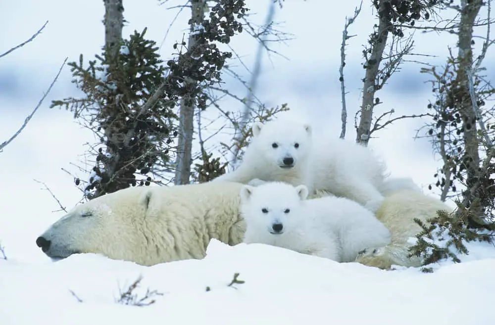 Polar bear mother with cubs in a snowy forest of Yukon.