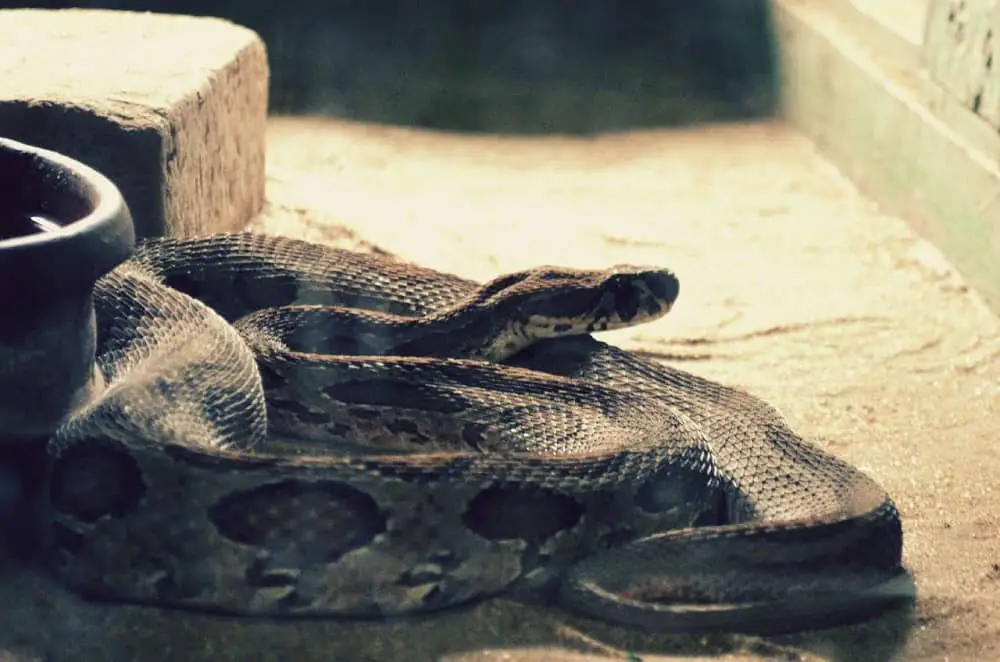 This is a boa constrictor coiled at a corner of its habitat.