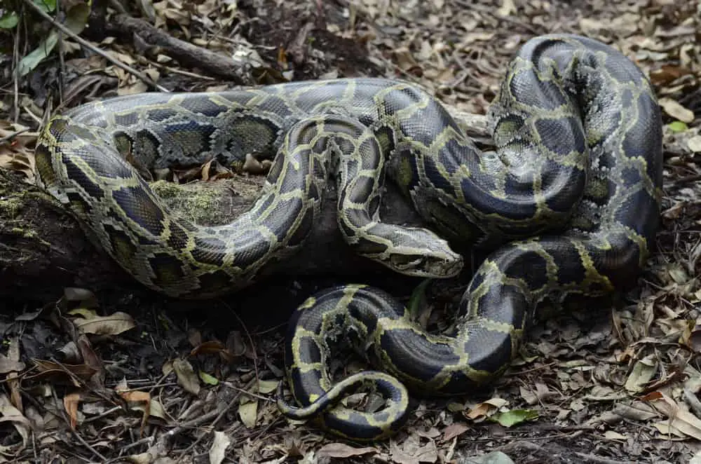 This is a Burmese python coiled on the ground.
