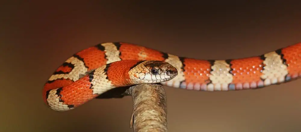 This is a close look at a kingsnake on a tree branch.
