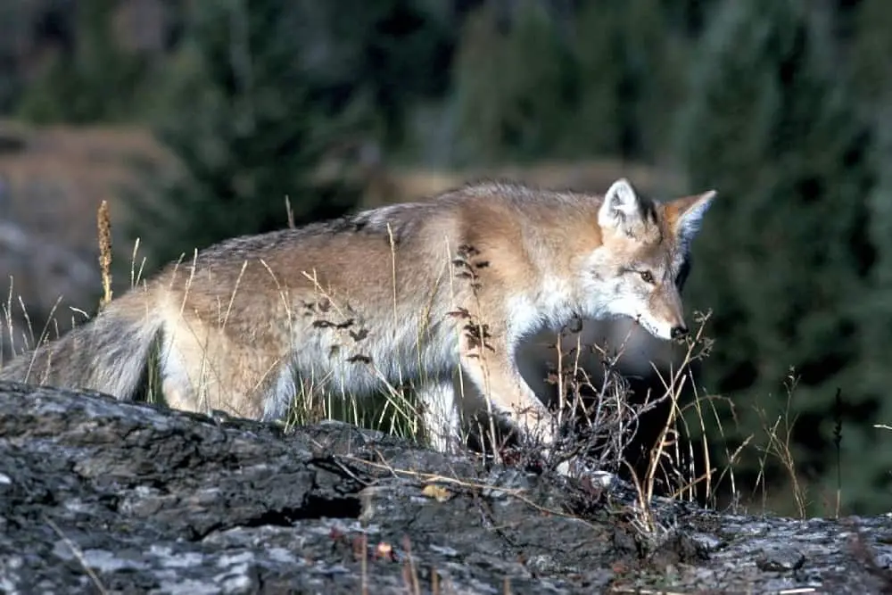 A coyote heading for his burrow.