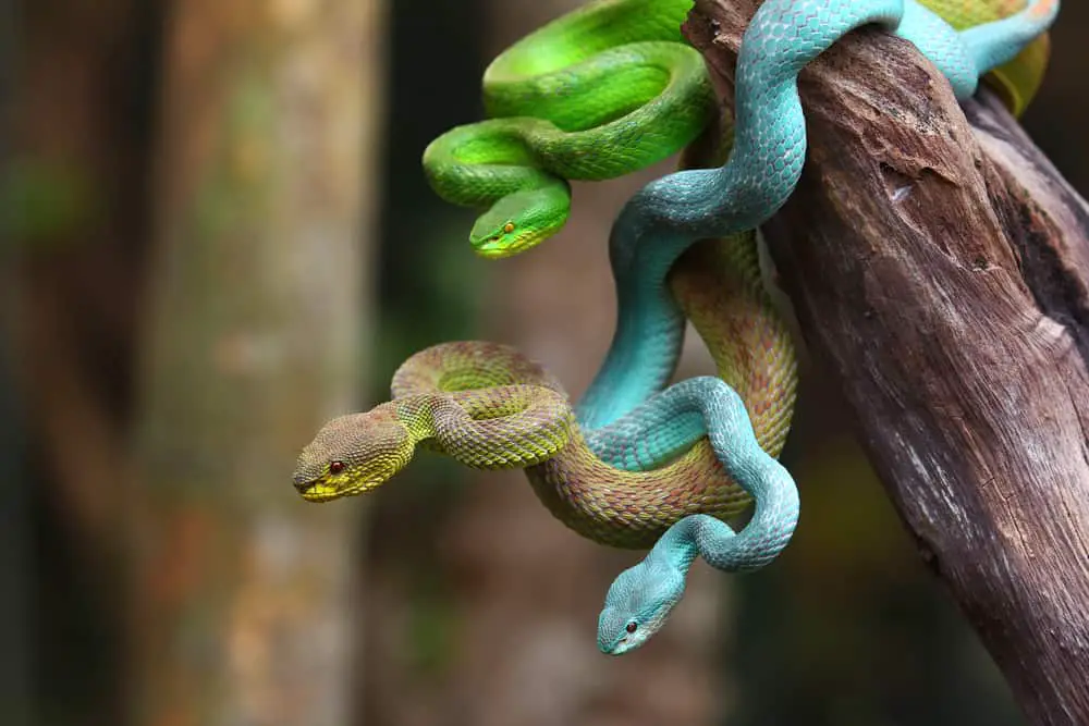 These are three colorful viper snakes hanging from a branch.