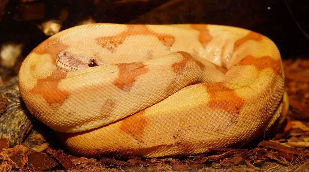 This is the Pearl Island Boa Constrictor coiled up.