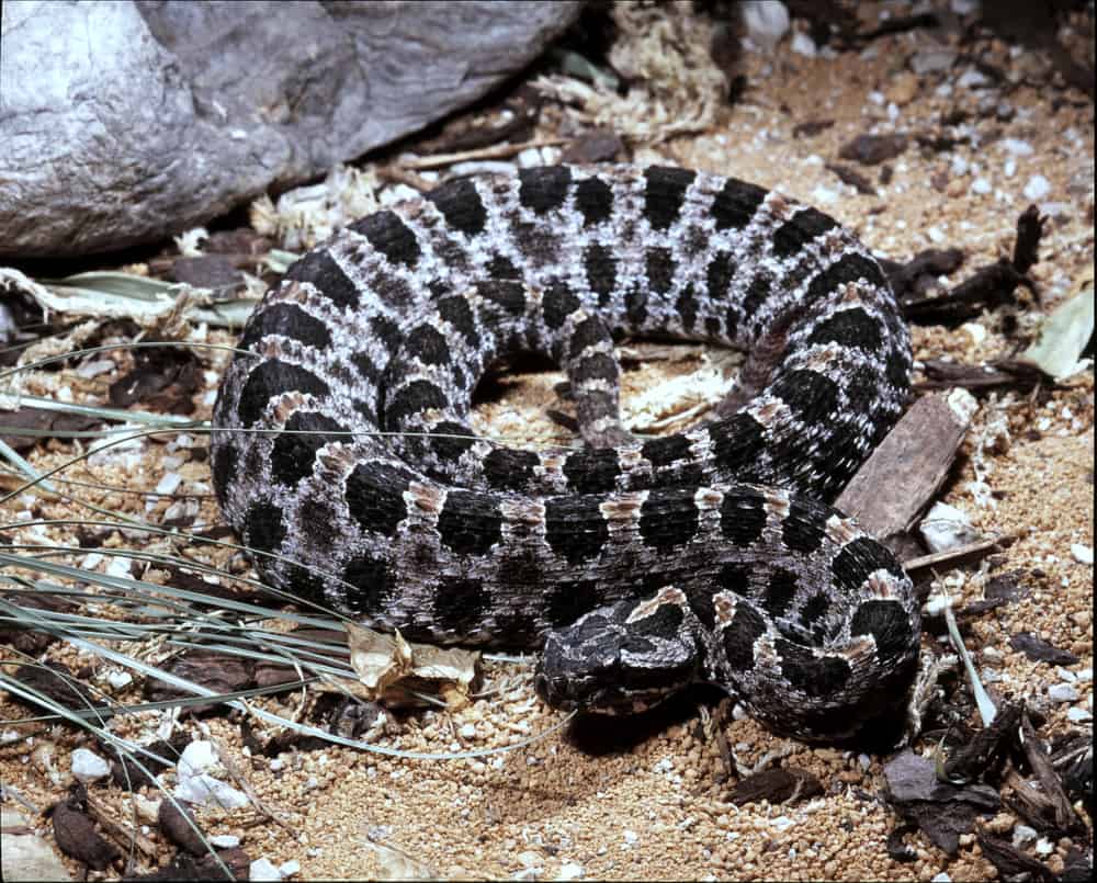 This is a dusky black Pygmy Rattlesnake coiled on the ground.