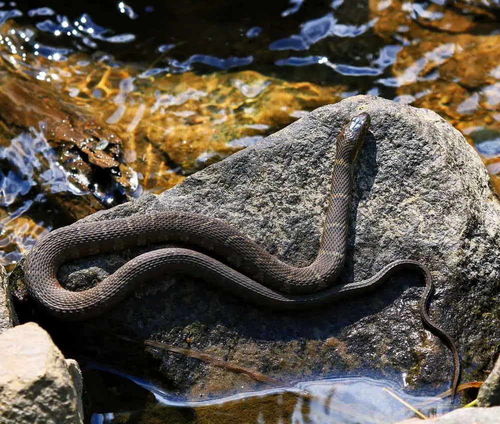 This is a Northern water snake basking under the sun by the water.