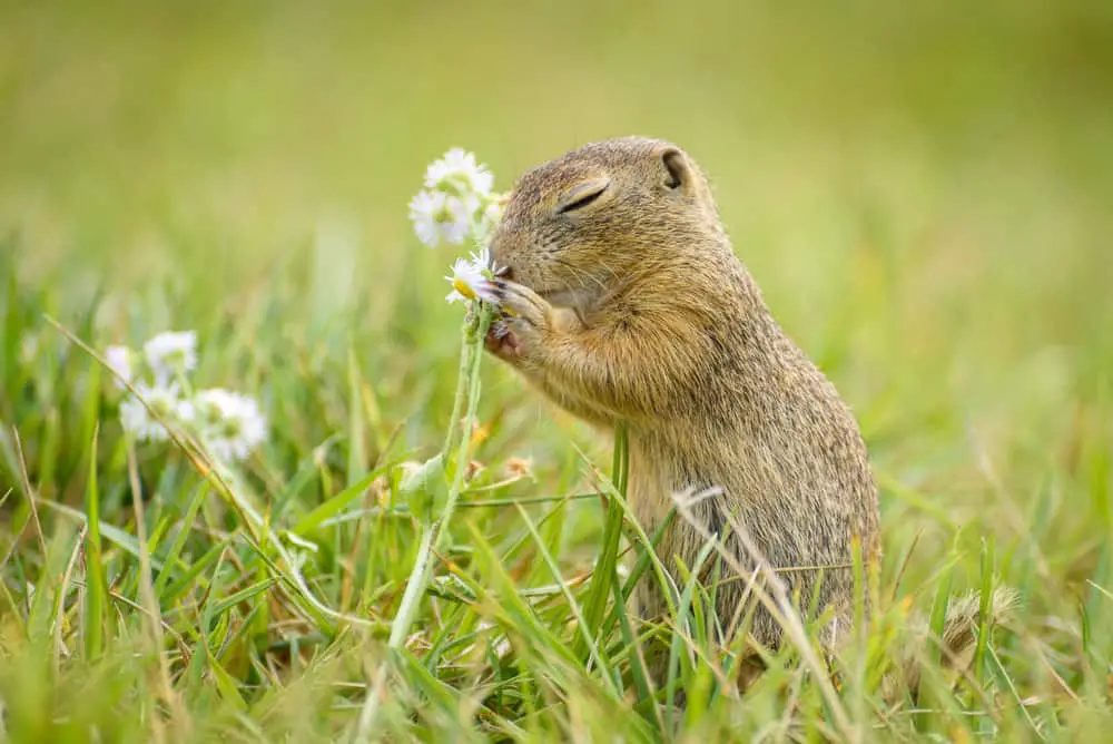 This is a ground squirrel at a grass field.