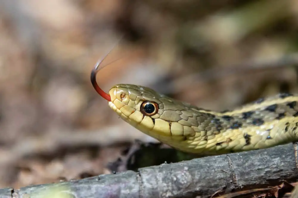 This is a close look at a Short-headed Garter Snake tasting the air.