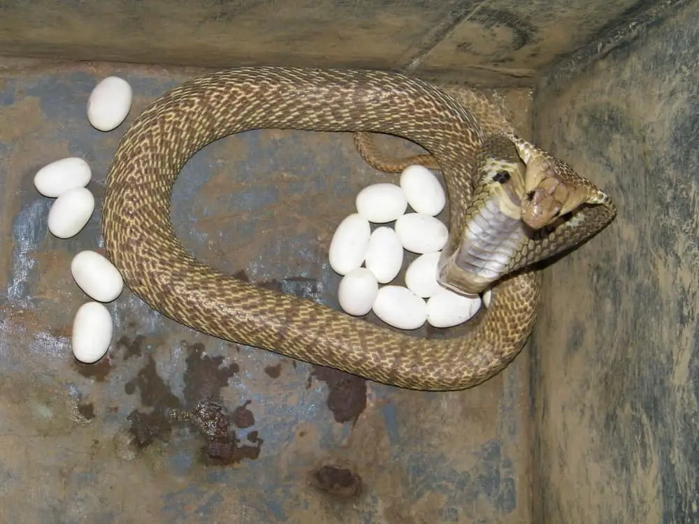 This is a cobra mother guarding her eggs.