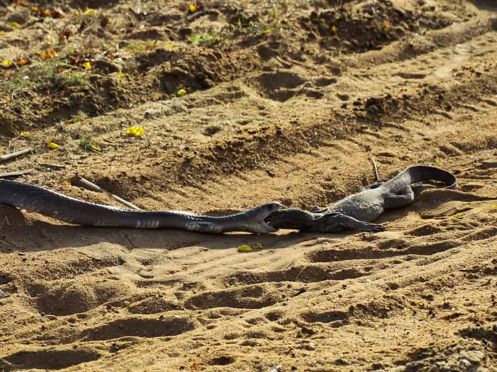 This is a cobra eating a lizard.