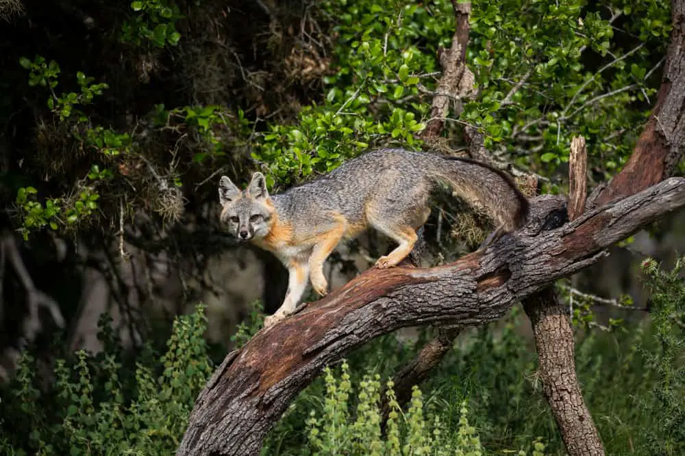 This is a gray fox climbing down a tree.