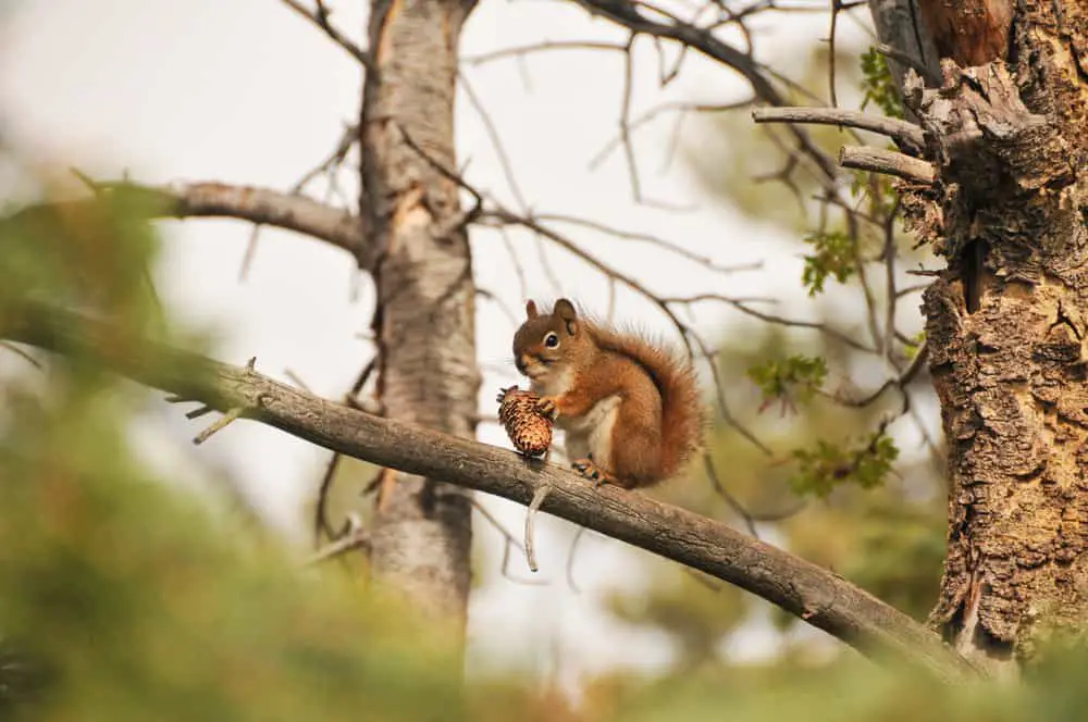 This is a tree squirrel eating on a tree branch.