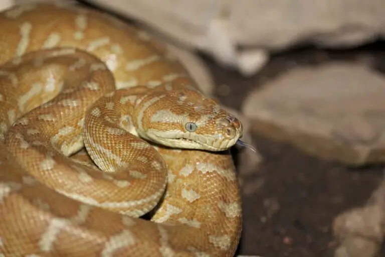41 Different Types of Pythons | NatureNibble