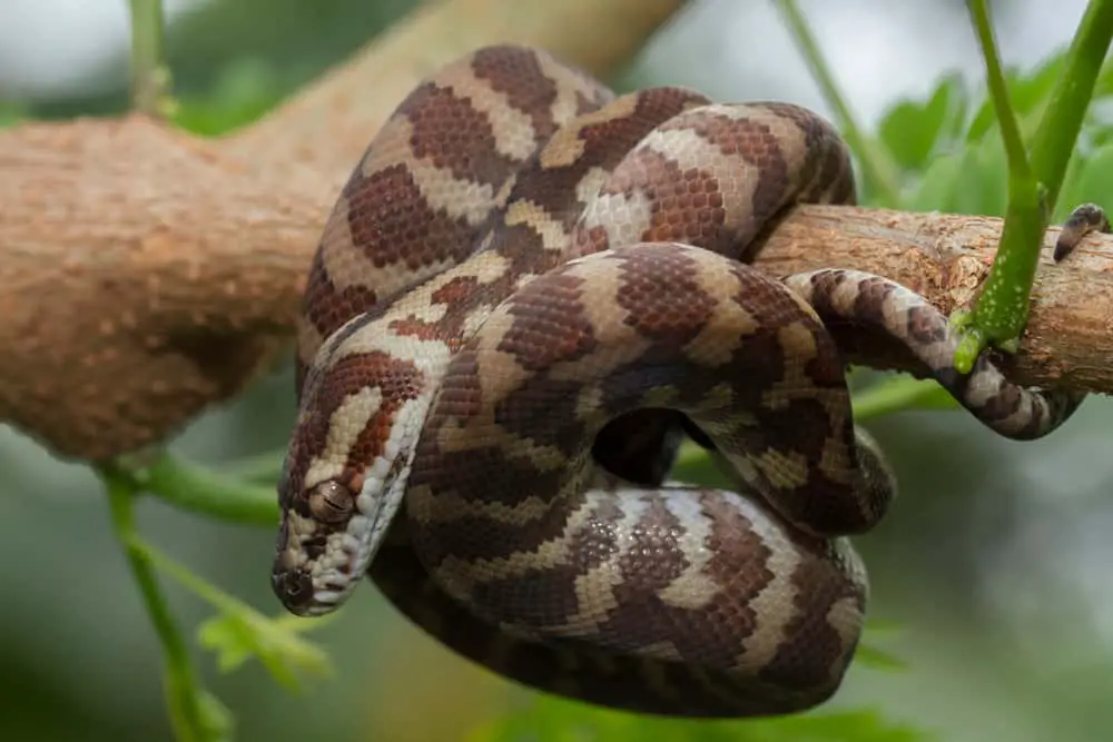 This is a close look at Carpet Python on a tree branch.