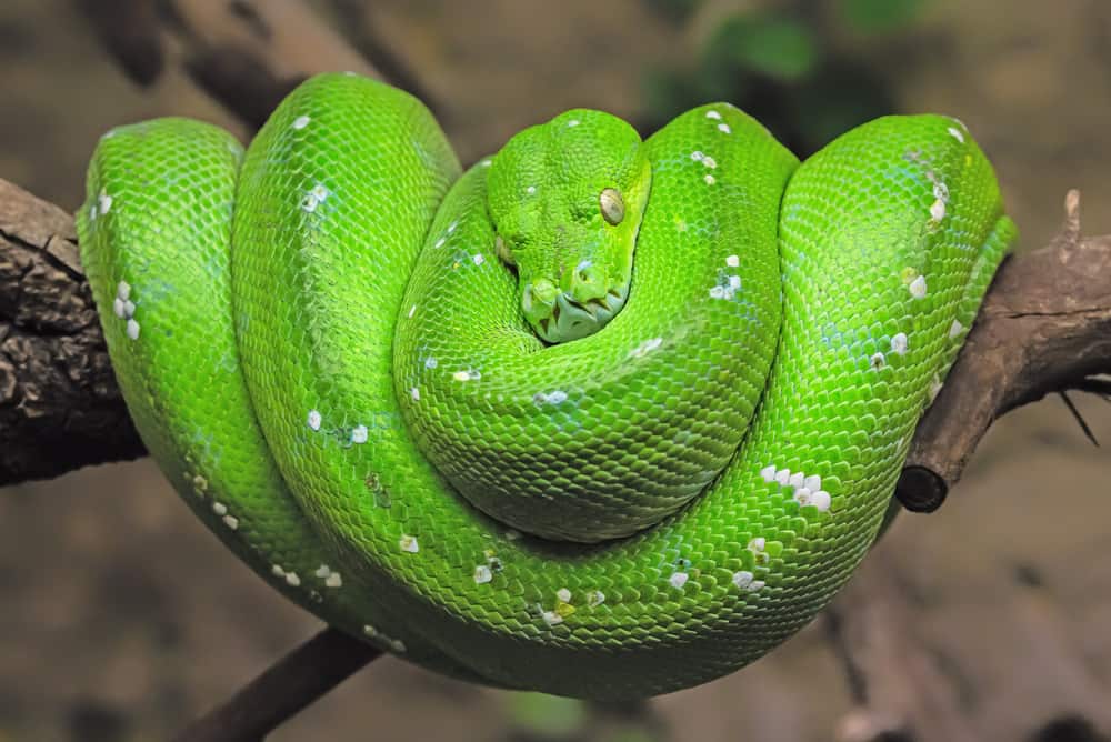This is a Green Tree Python coiled on the branch.