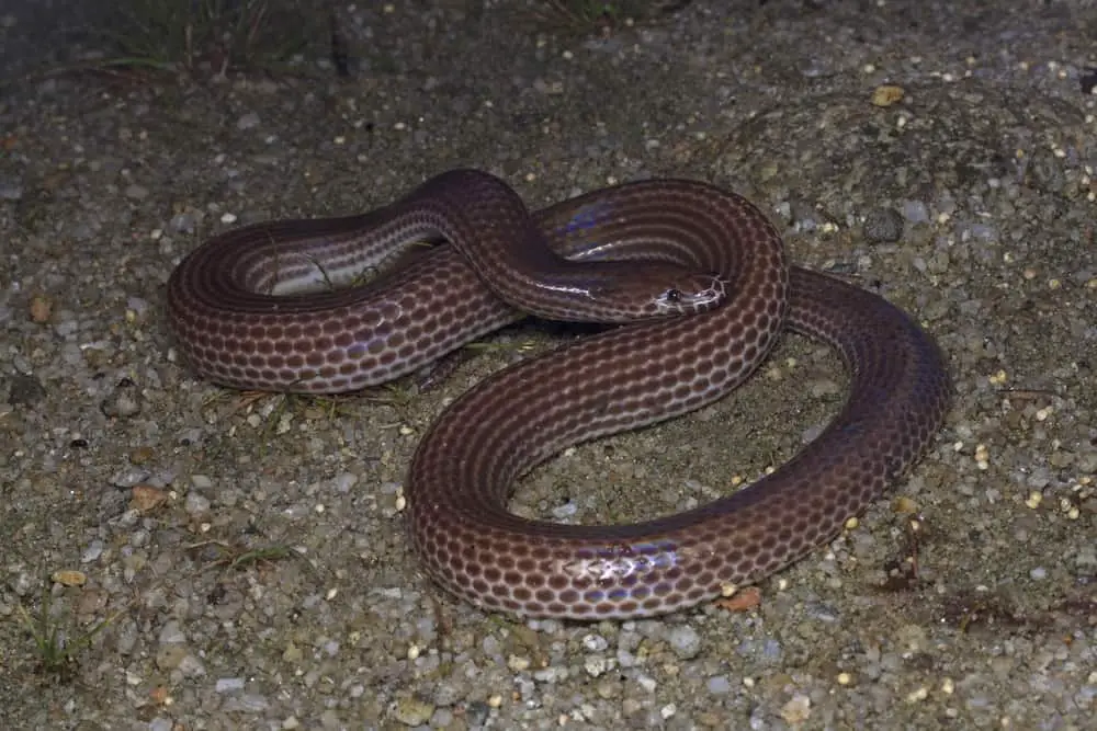 This is a Xenopeltis unicolor snake resting on the ground that has pebbles.