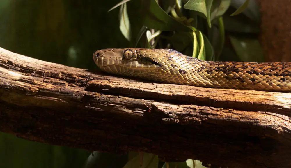 This is a boa constrictor's head on a branch.