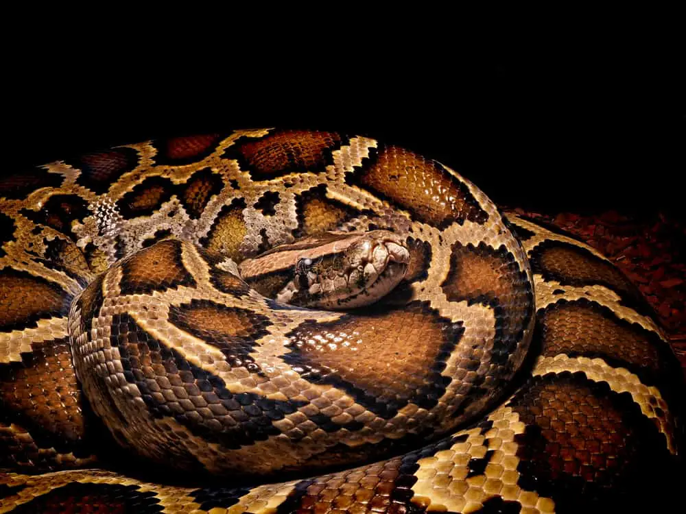 This is a close look at a Burmese python coiled up.