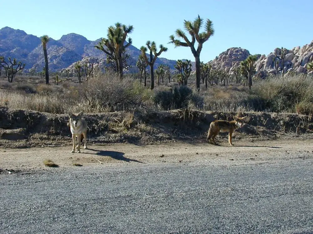 These are coyotes at a desert road.