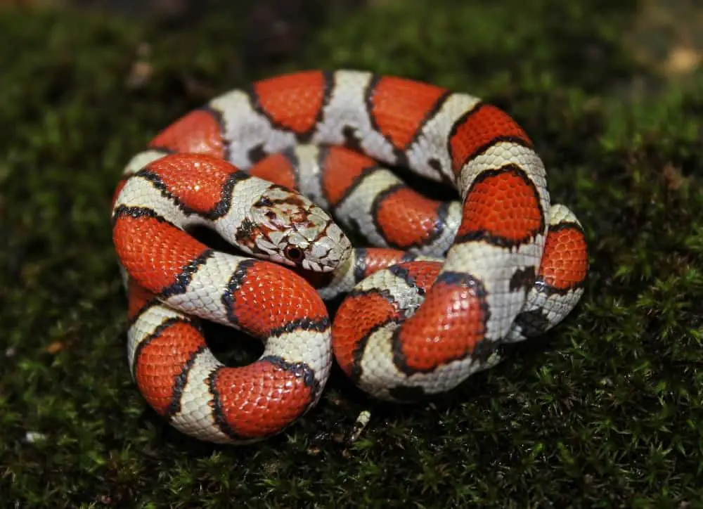 This is a small milk snake coiled on the ground.