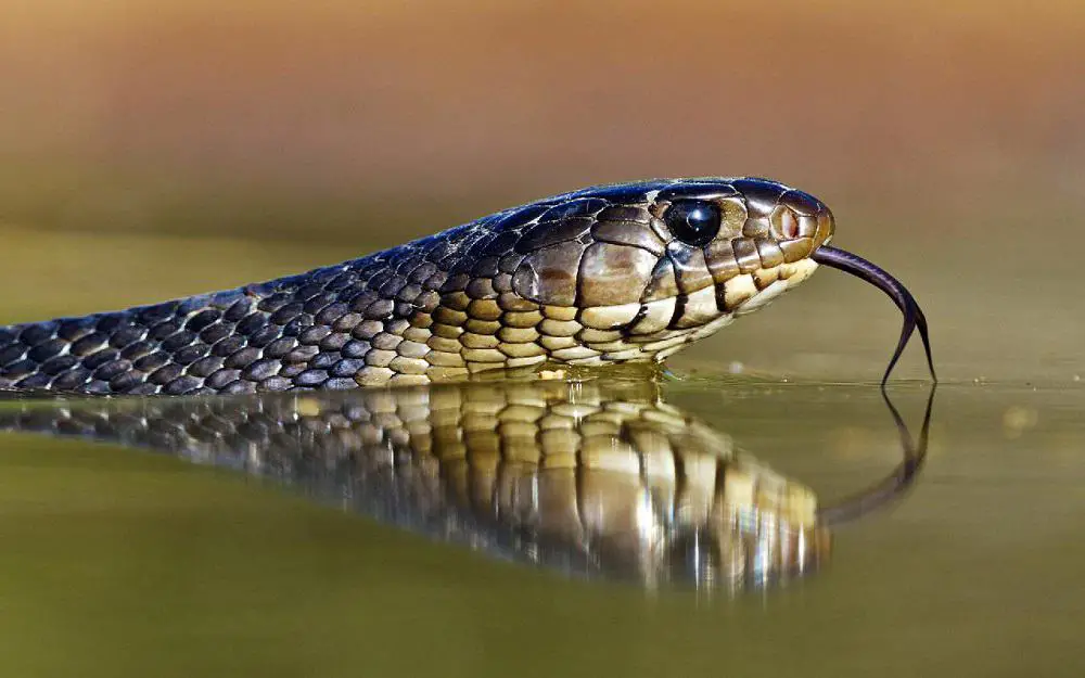 A close look at a water snake lifting its head out of the water.
