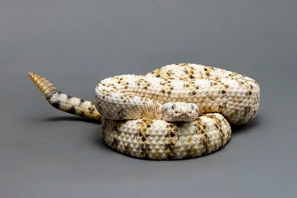 This is a white speckled crotalinae rattlesnake.