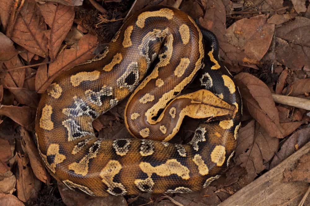 This is a close look at a Brongersma's short-tailed python.