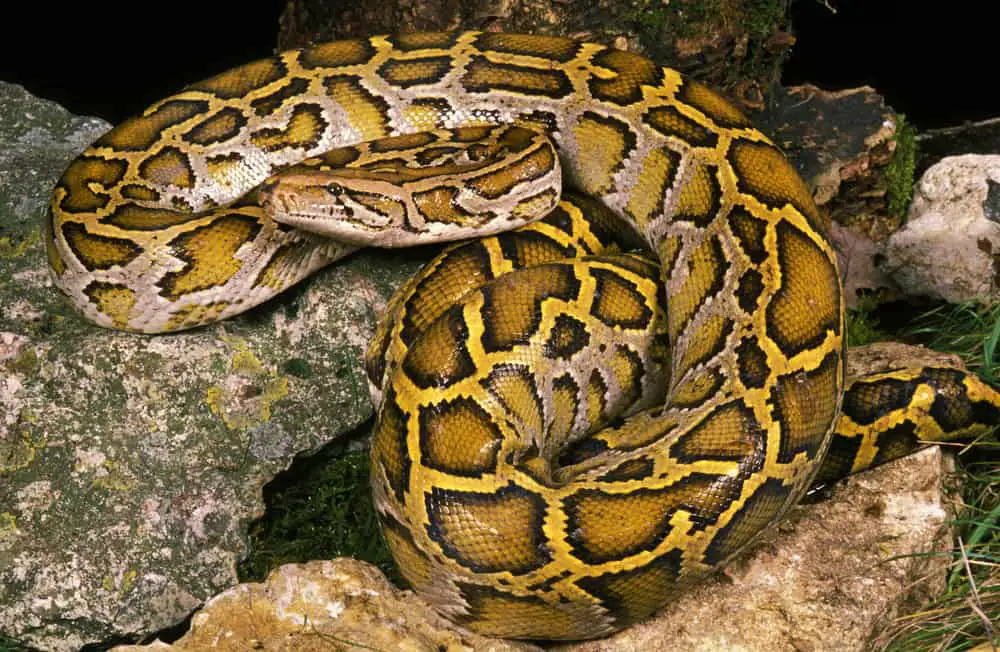 This is an Indian Rock Python on a rock.