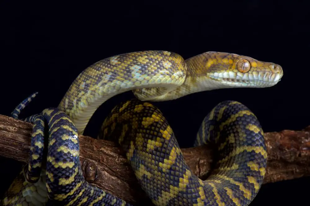 This is a Southern Moluccan Python on a branch.