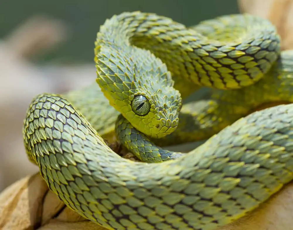 This is a green African bush viper.