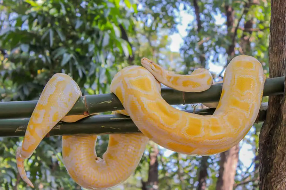 This is a yellow python on a tree branch.