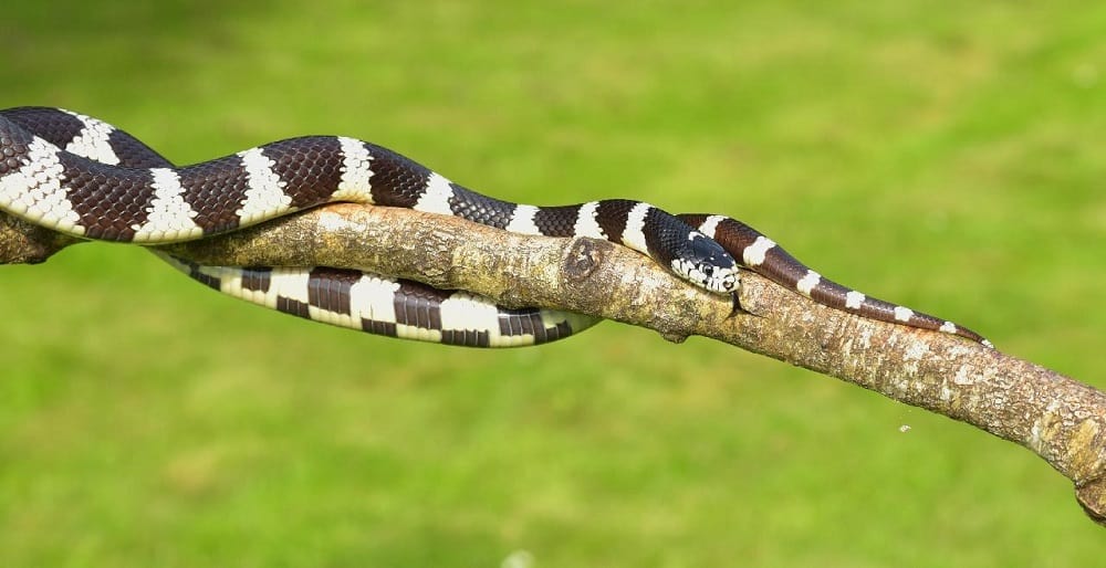 This is a California Kingsnake on a tree branch.